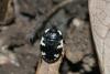 Tritomegas rotundipennis